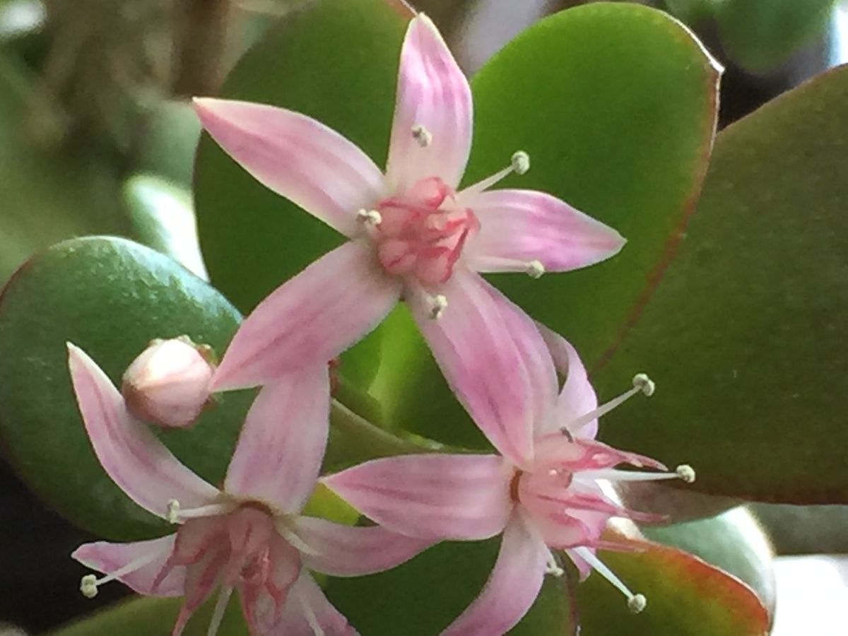 今元気に咲いてる花。