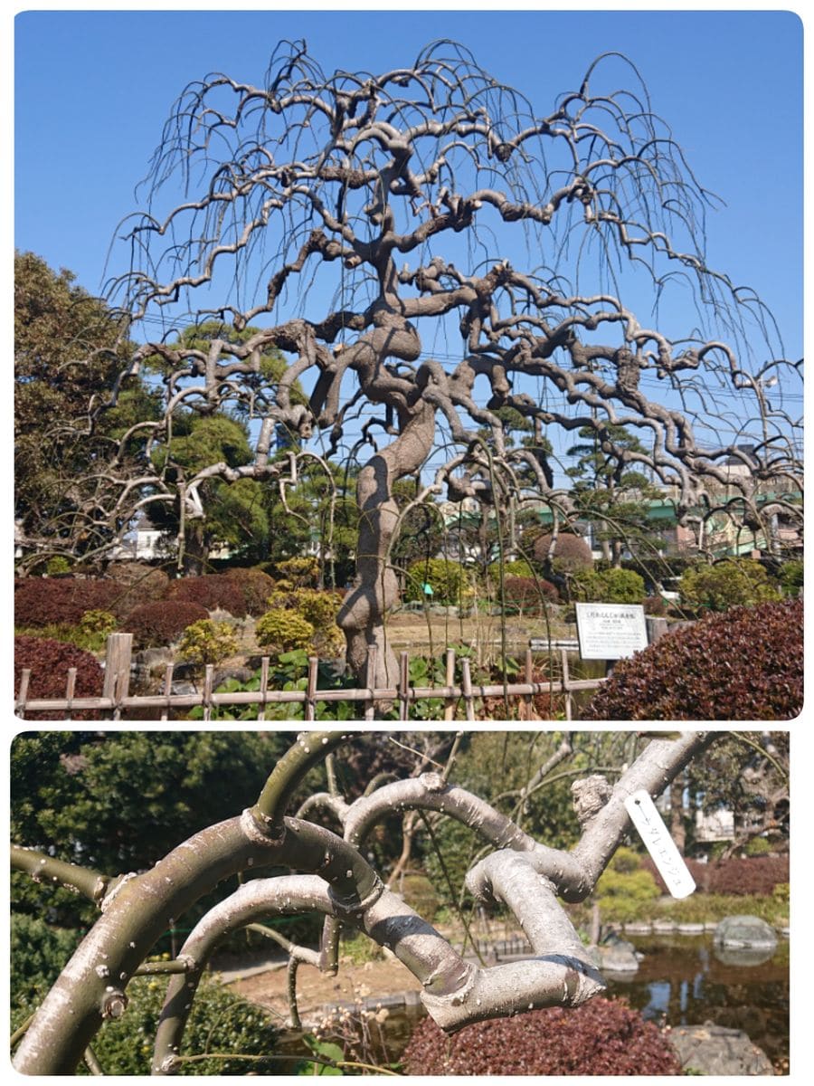 苔玉教室とまさかの発芽！！