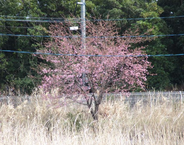 土手の桜