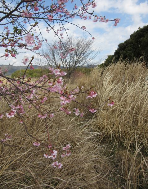 土手の桜