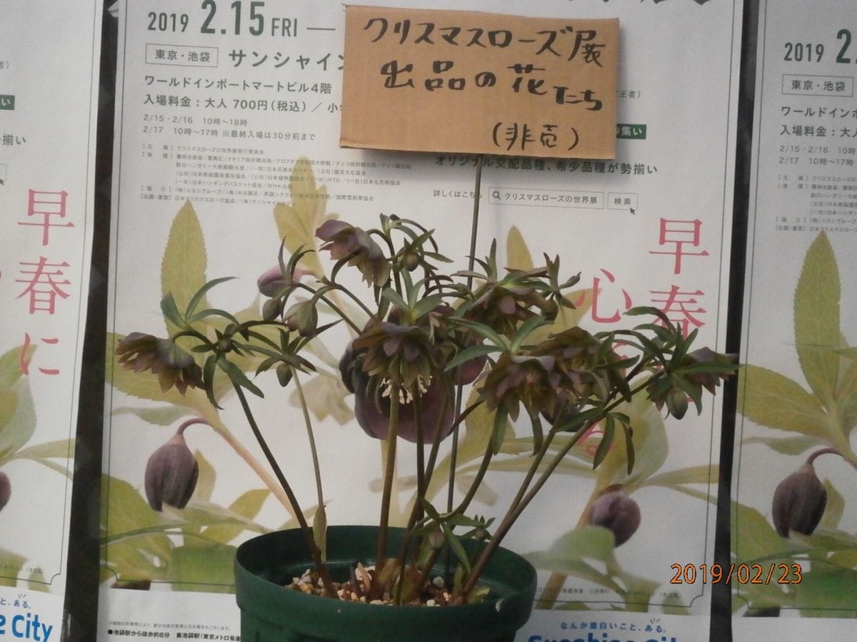 百花に行ってきました・7