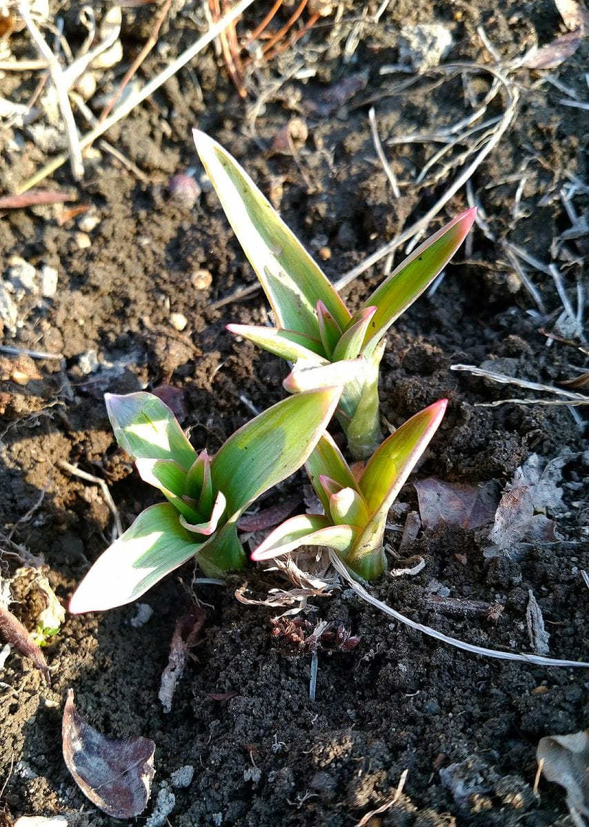 🌱春の気配？🌱お庭編😍