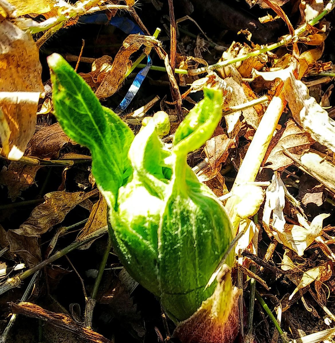 蕗の薹の芽生え🌱