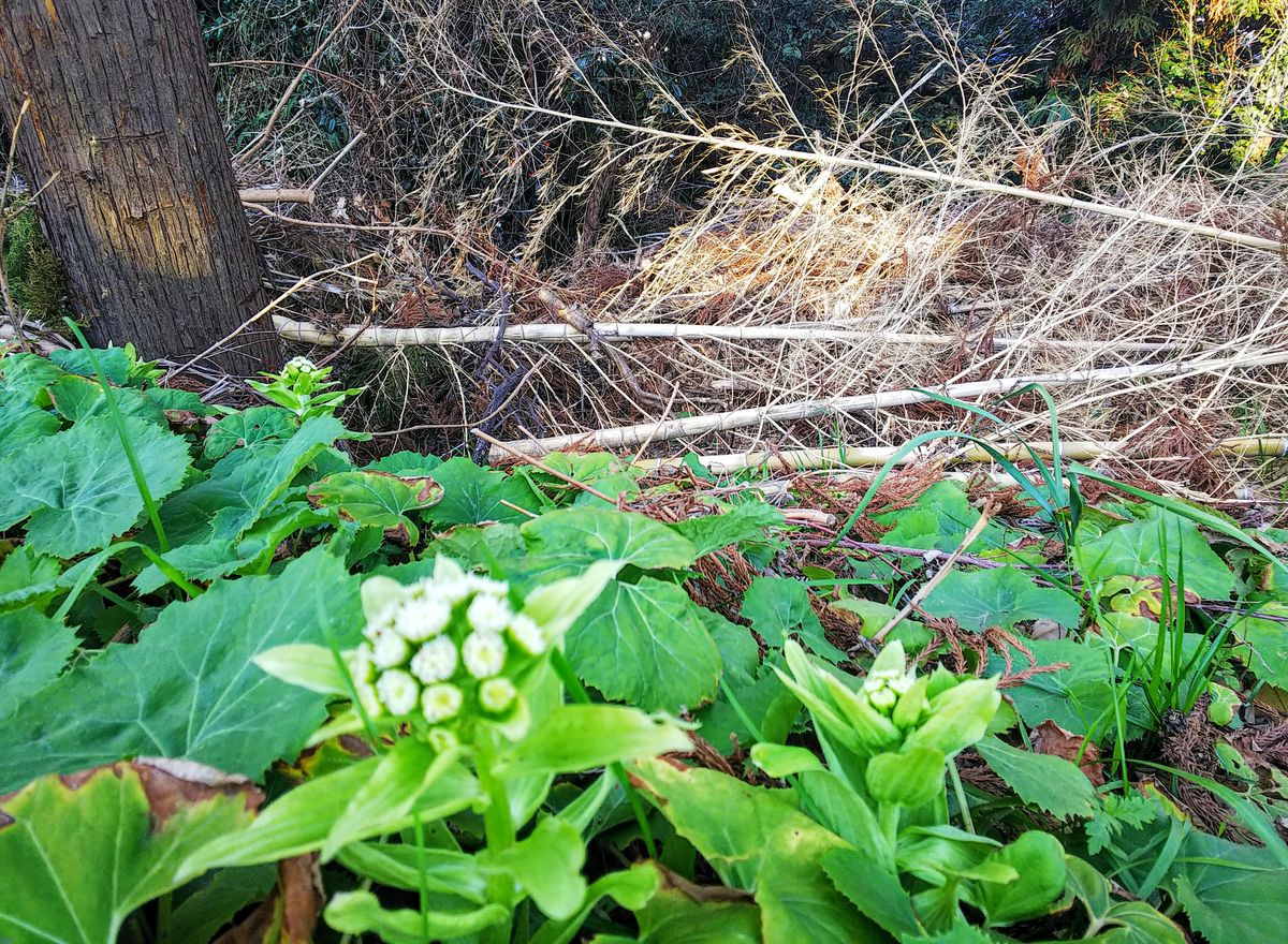 蕗の薹の芽生え🌱