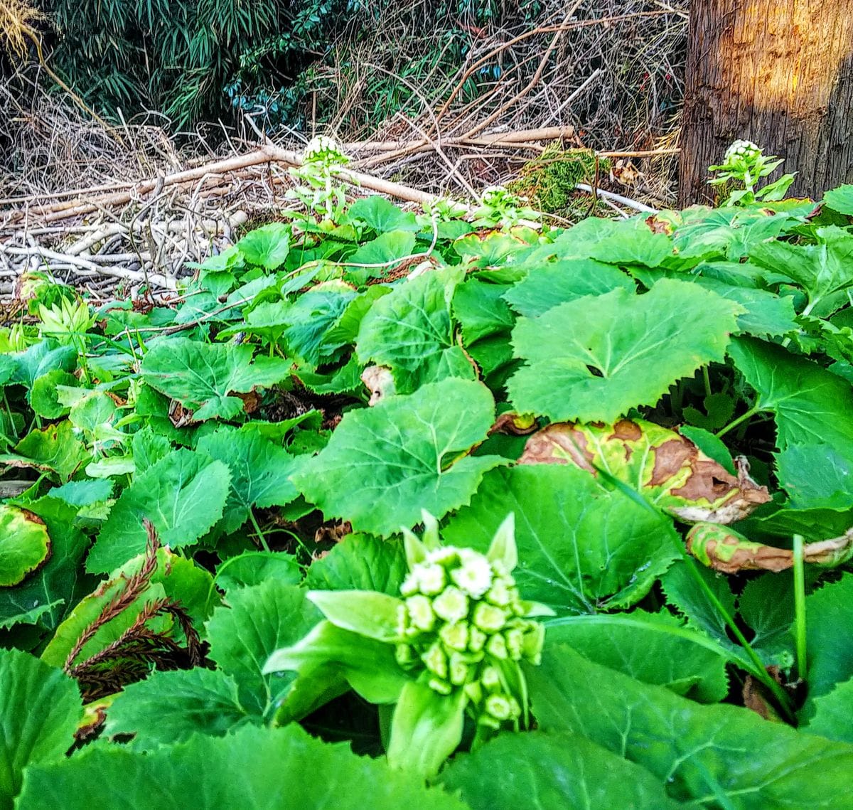 蕗の薹の芽生え🌱