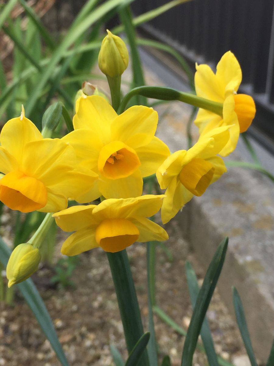 かわいい黄色達🌼