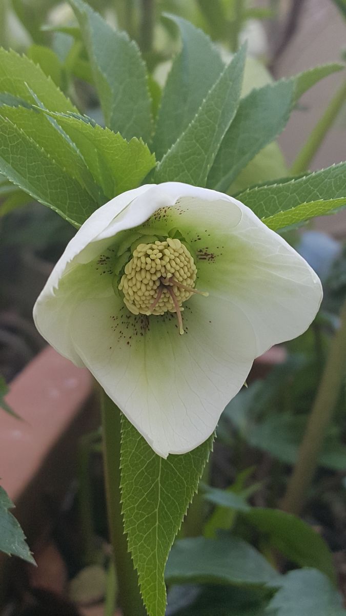 ふくおかルーバルガーデン2～春💠の庭便り❗春めく日差しは本ももの春🌱🌷🌱到来。