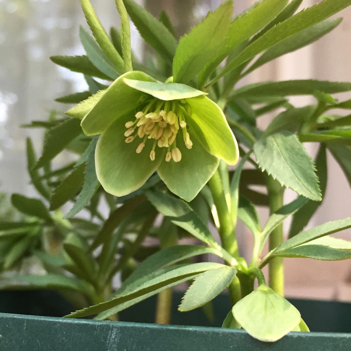 ウェレンスキーの開花など