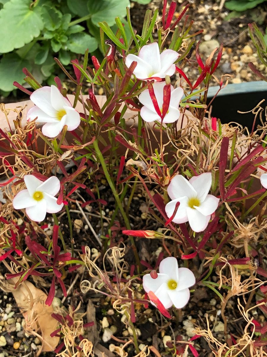 庭の片隅の小さな花