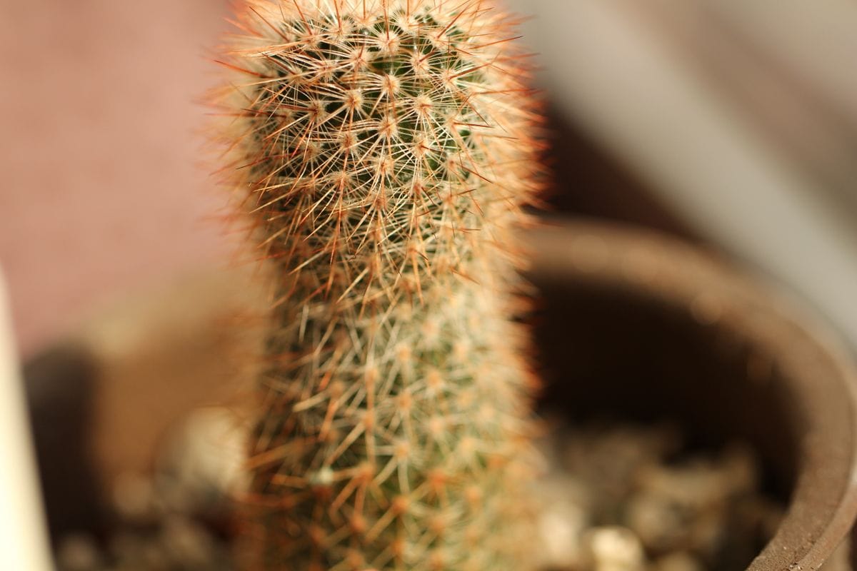 多肉植え替え土変更