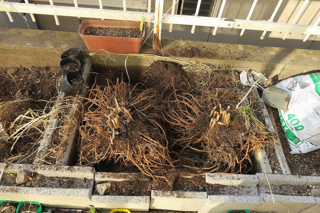 アスパラガスの植え替え