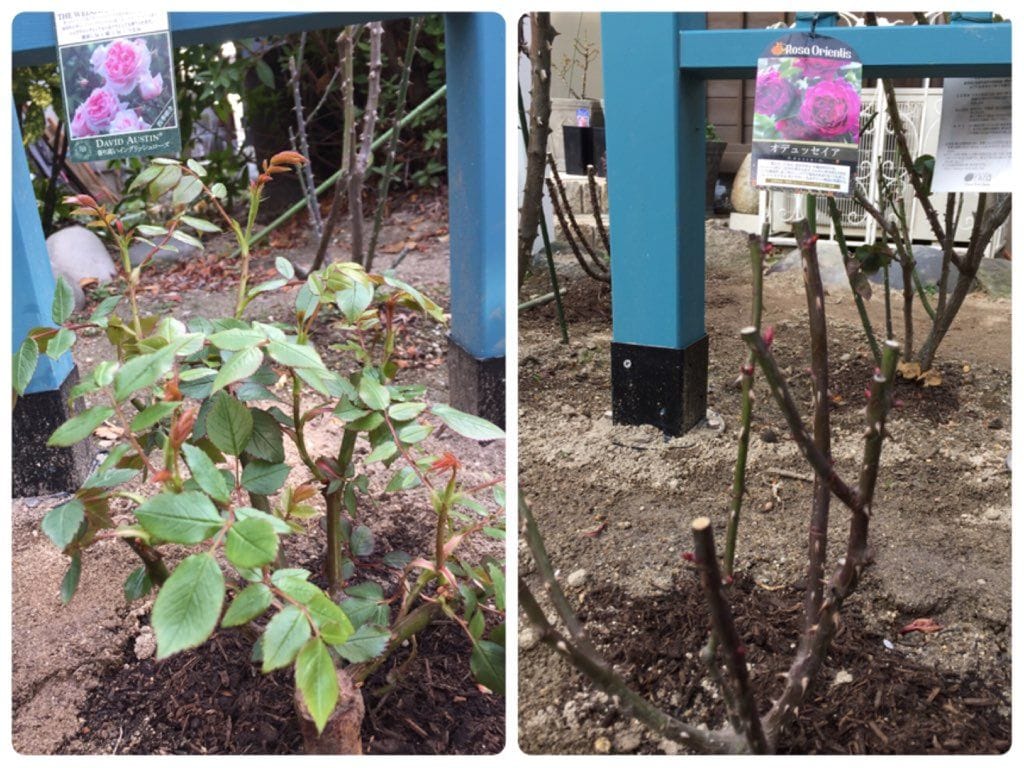 予約苗、植え付け完了しました♪