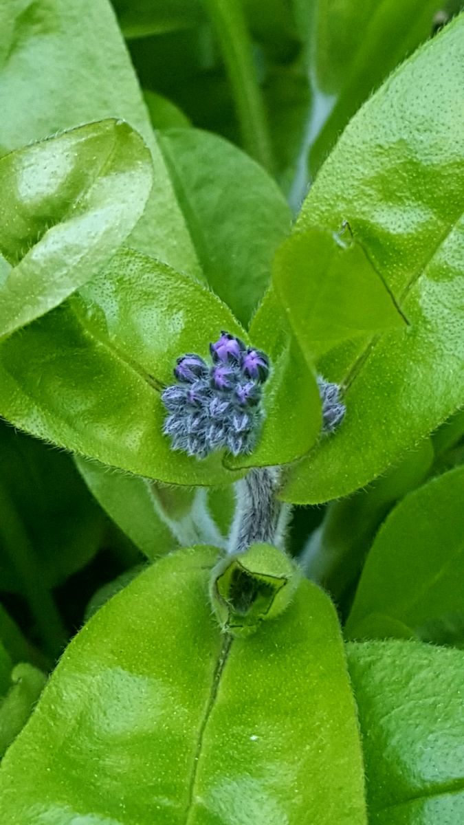 ふくおかルーバルガーデン2～春💠の庭便り❗ハナカイドウ🌸の蕾がふくらんできました😉