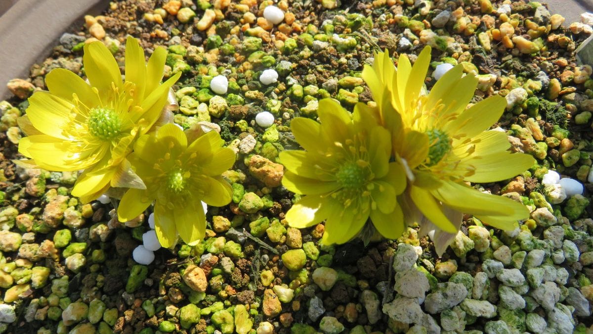 🌸倍々で賑やかになった福寿草🌸