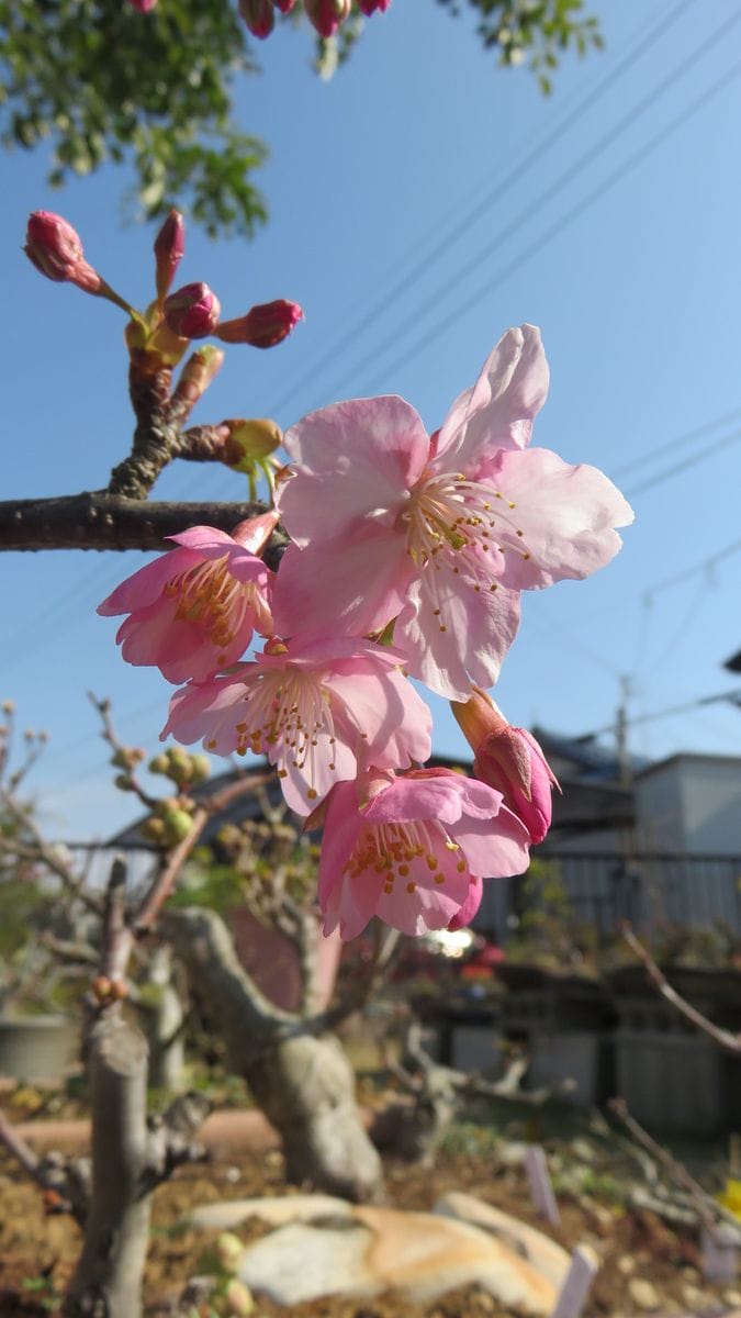 🌸こんな日は青空背景に河津桜🌸