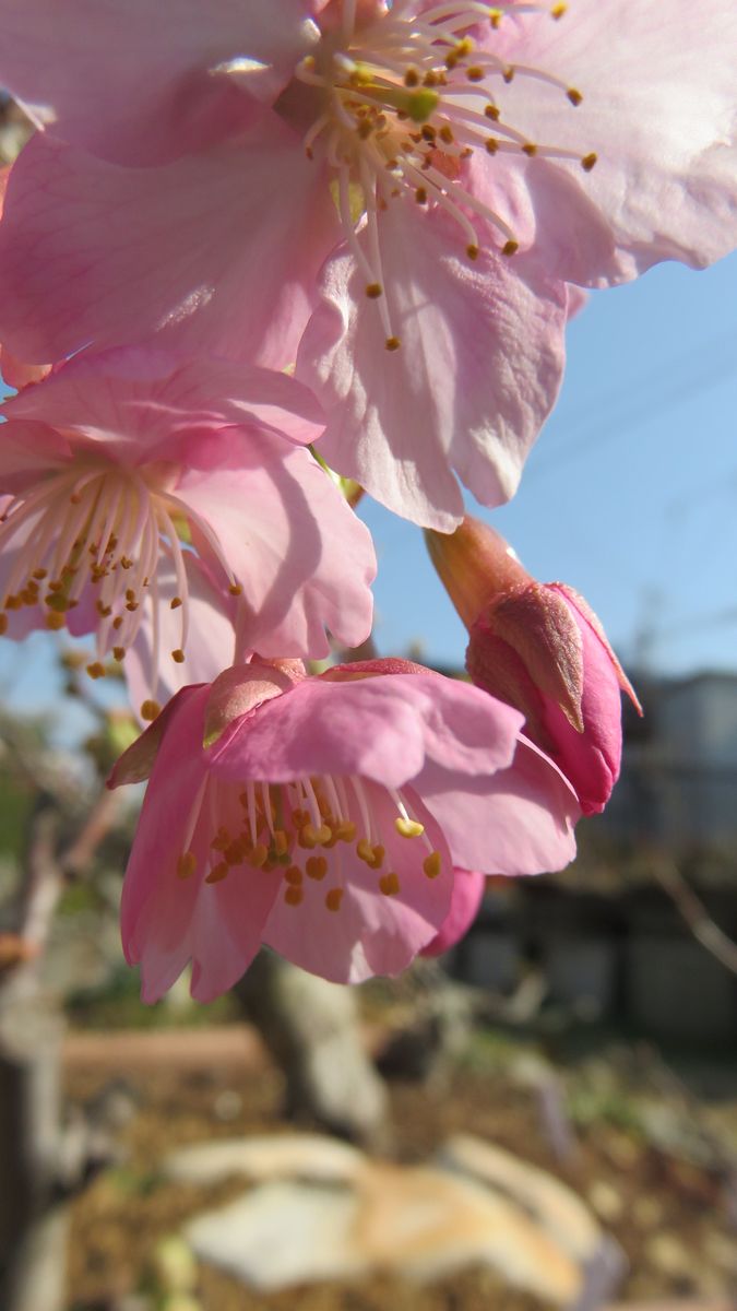 🌸こんな日は青空背景に河津桜🌸