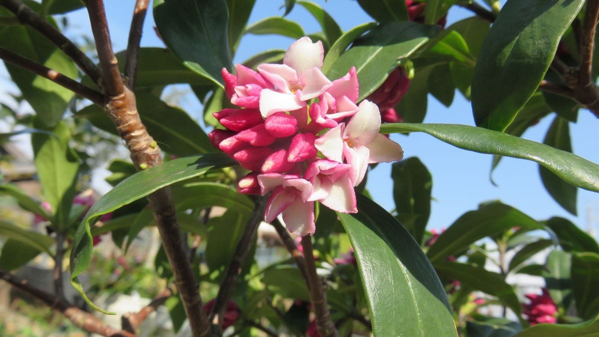 🌸こんな日は青空背景に沈丁花🌸