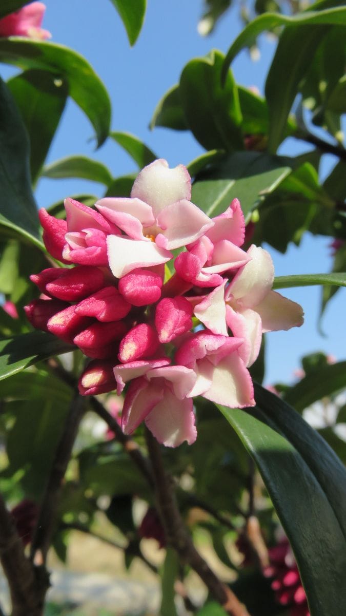 🌸こんな日は青空背景に沈丁花🌸