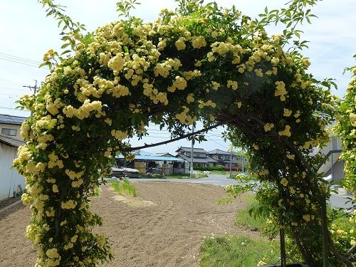 モッコウ薔薇咲いたよ～～(^_-)-☆