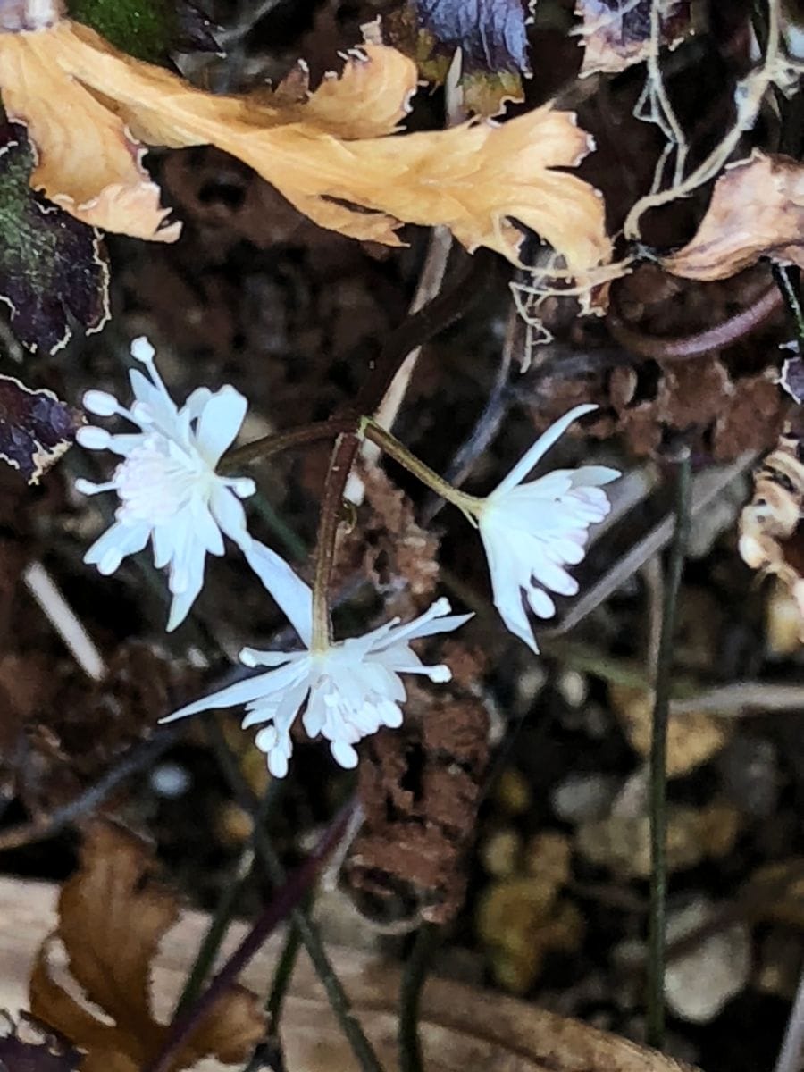 不思議なお花     教えてください。