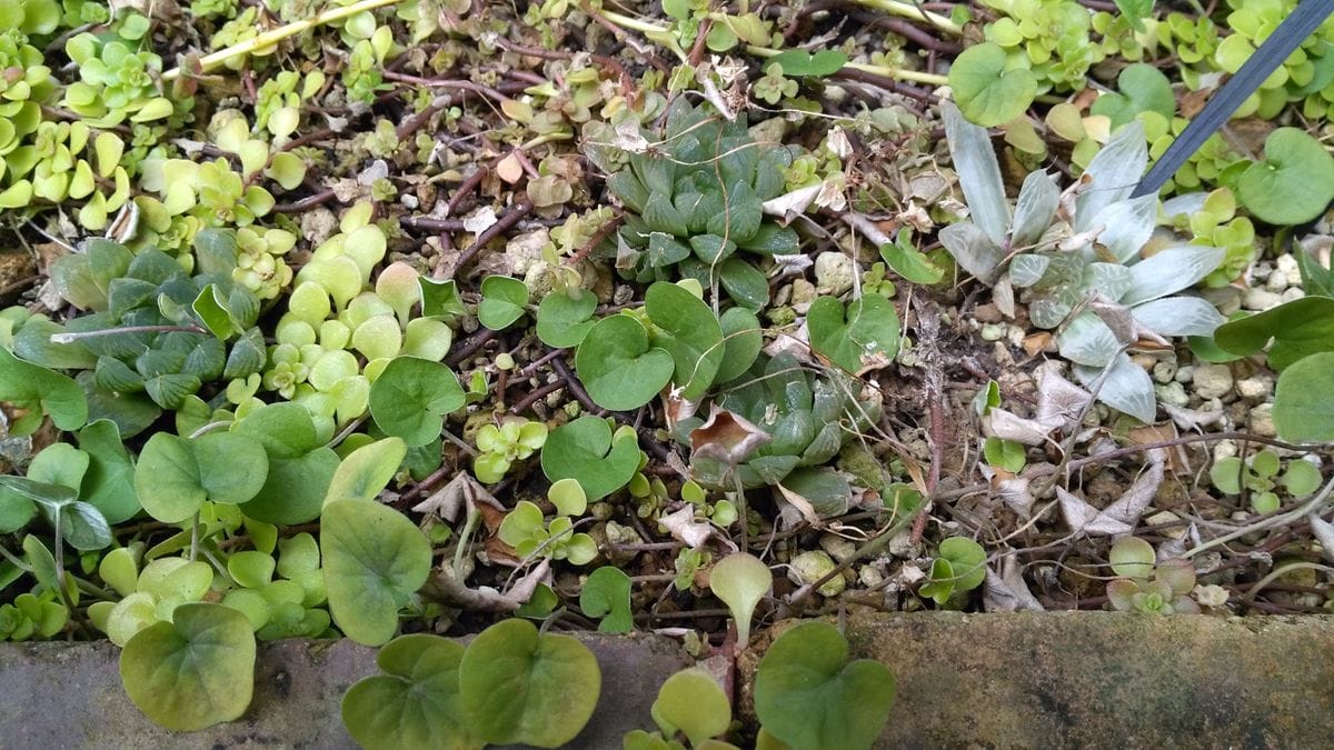 露地植えの多肉