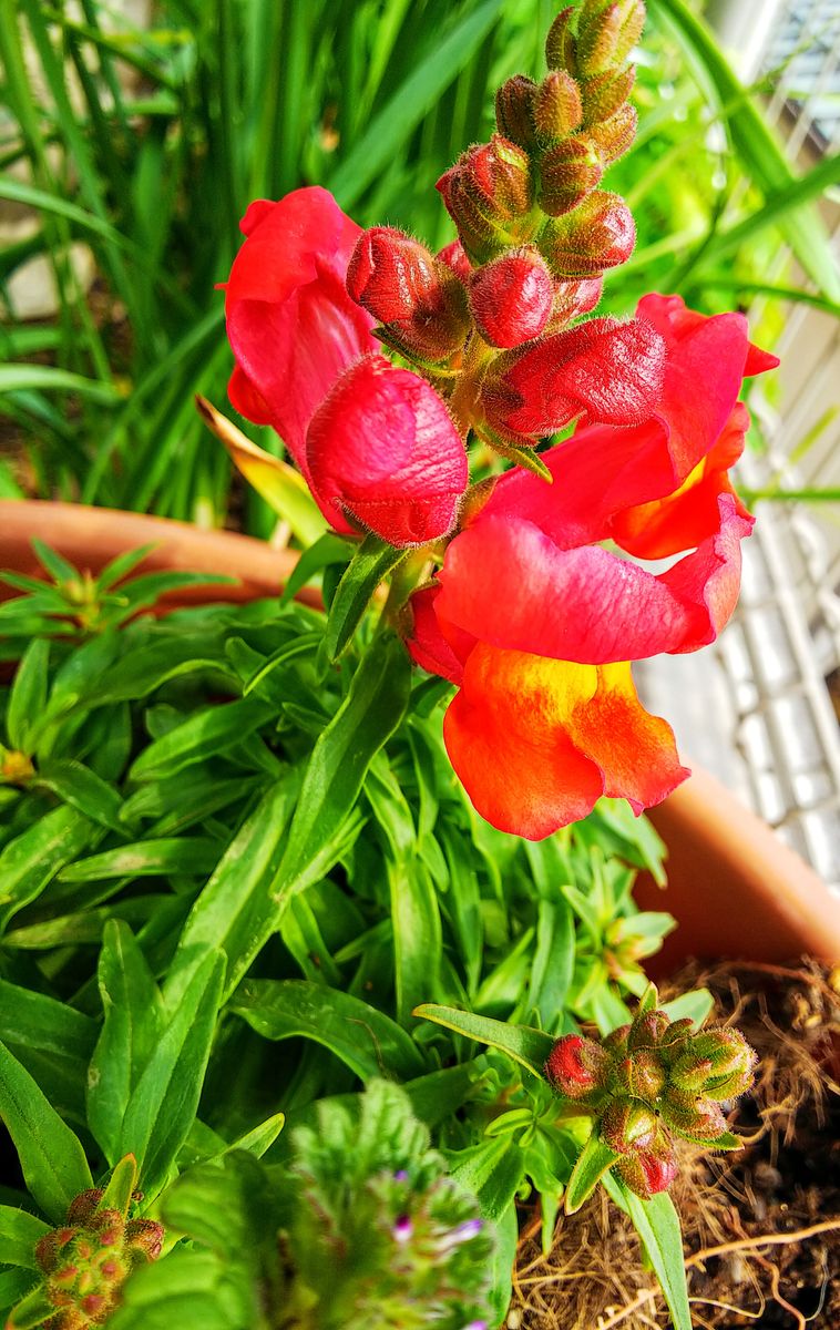 初咲きの🌼🌺🥀花