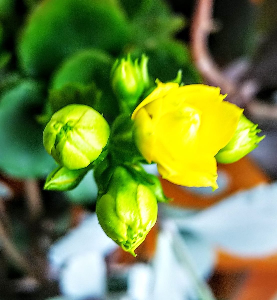 初咲きの🌼🌺🥀花