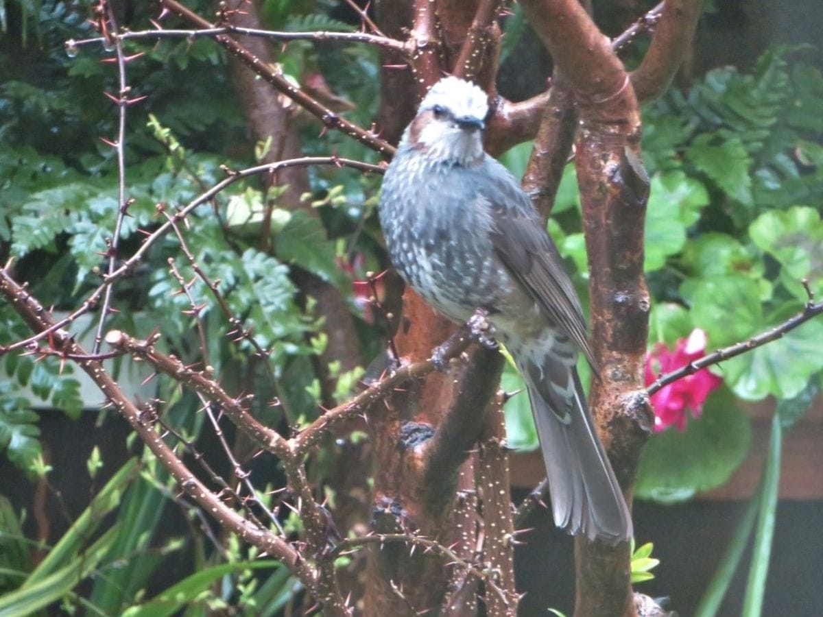 🐦今日もヒヨドリが...🐦🐦🐦