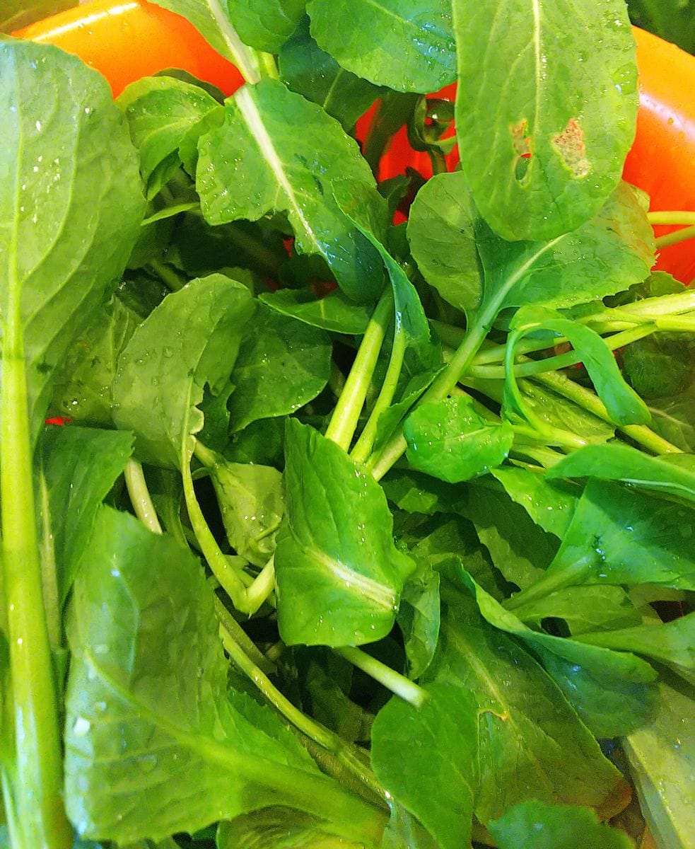 雨上がりの🌿葉物野菜