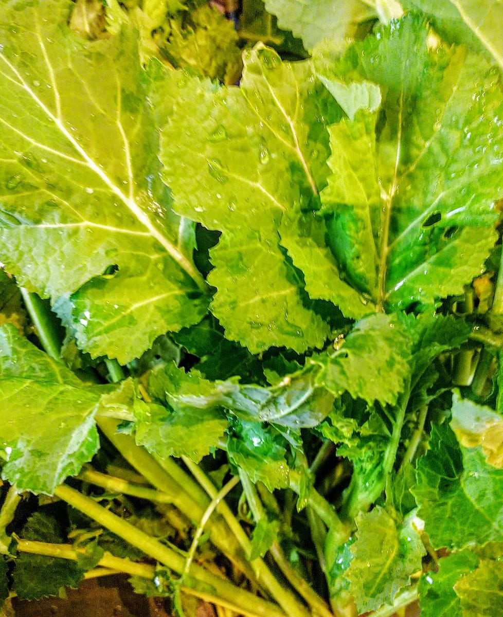 雨上がりの🌿葉物野菜