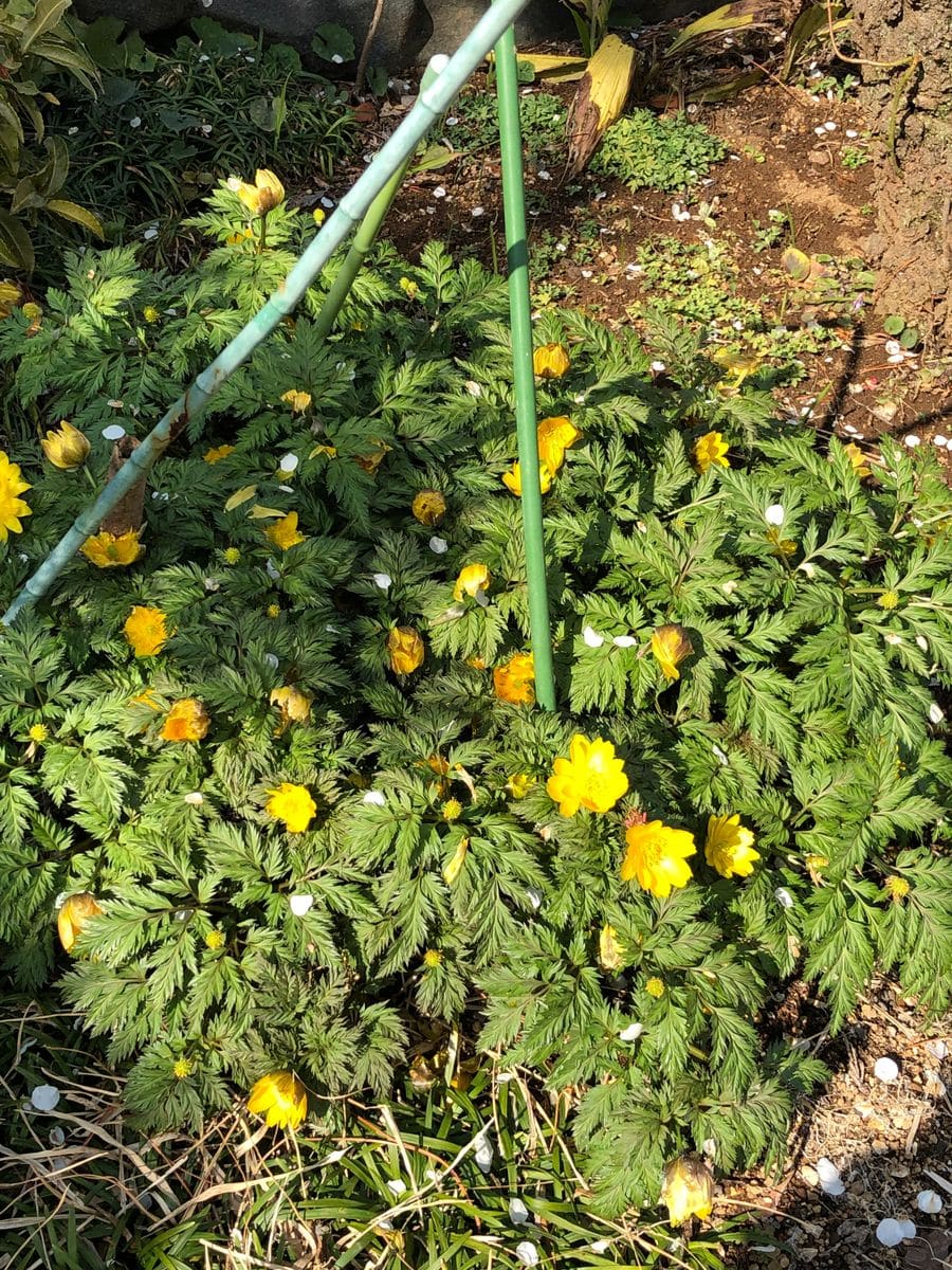 山野草の奥さんのお庭です！③