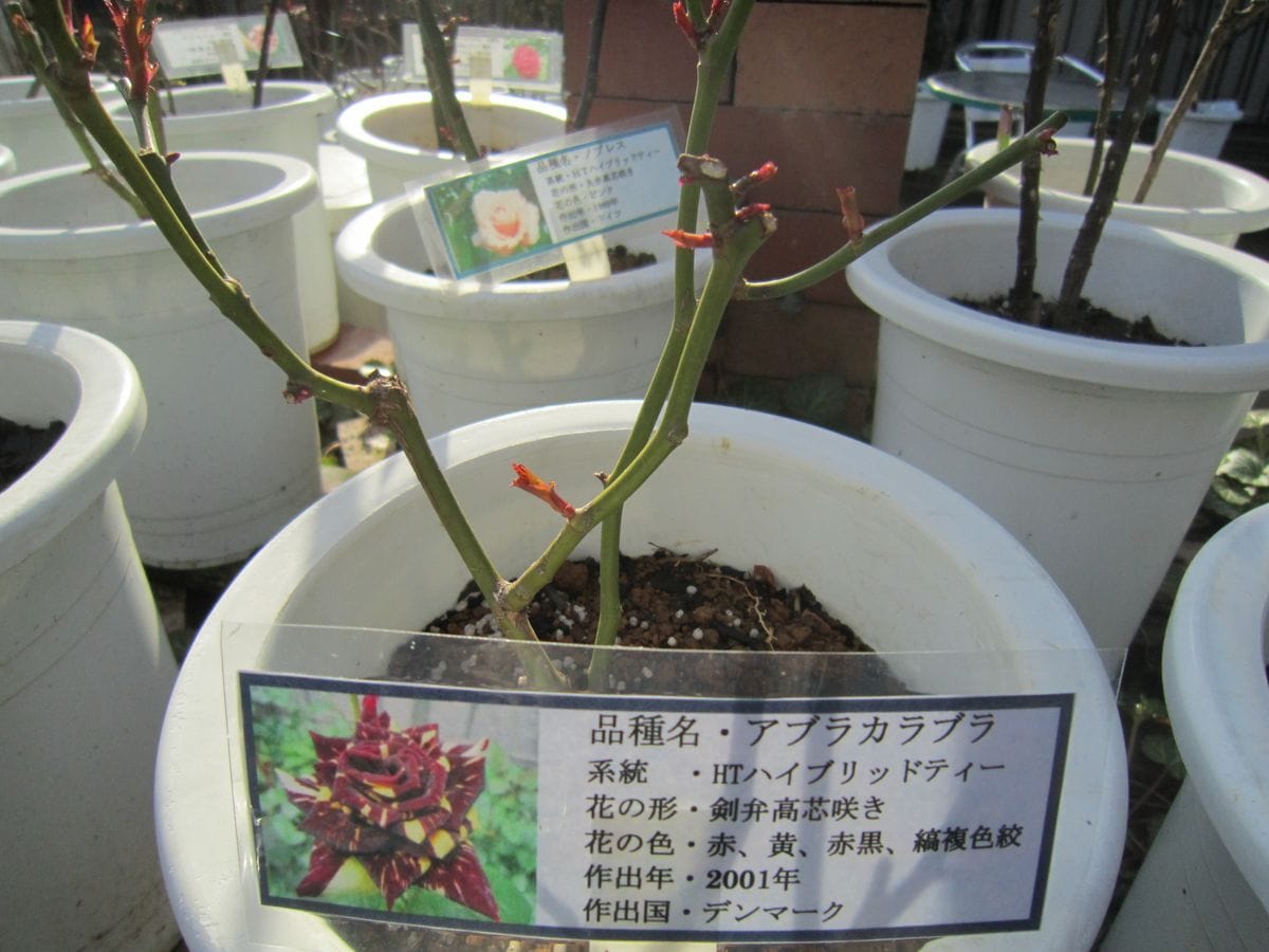 今日の薔薇たちの様子！！　2019/03/01