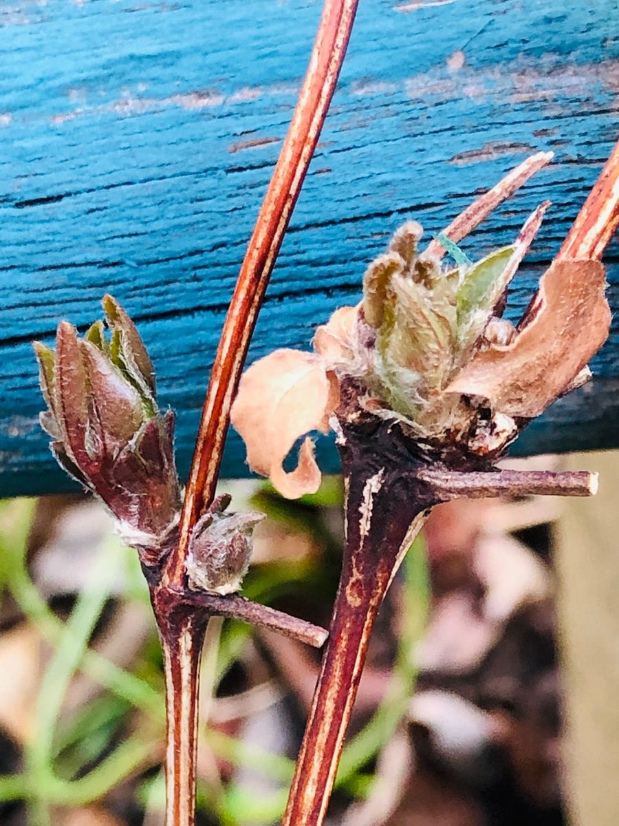 色々な芽👀