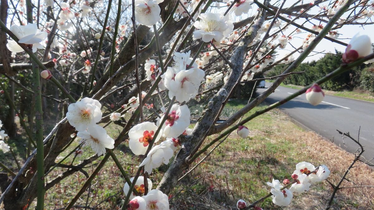 梅畑の梅　満開