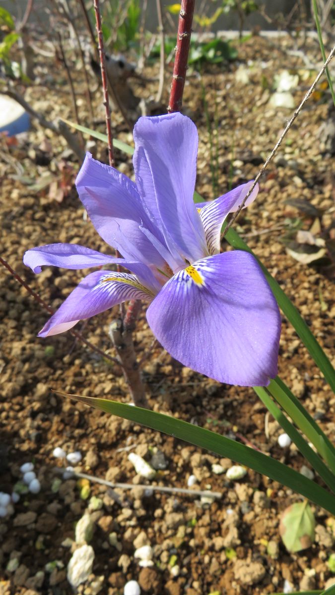 今朝は蕾だった寒咲きアヤメ