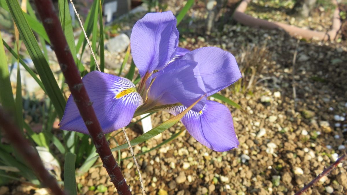 今朝は蕾だった寒咲きアヤメ