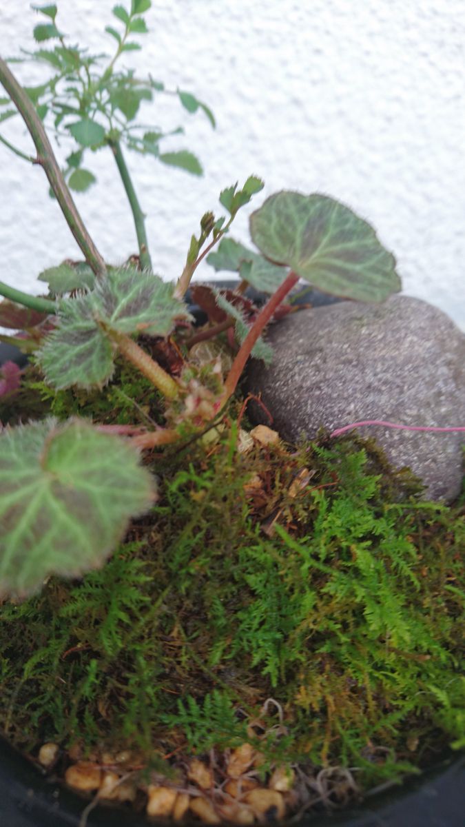 苔盆栽の植え替えしました。