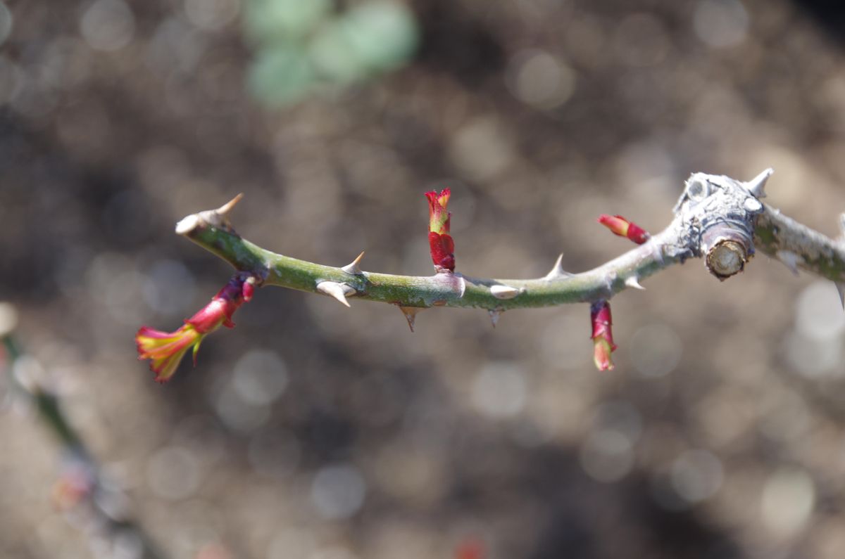 バラの芽吹き