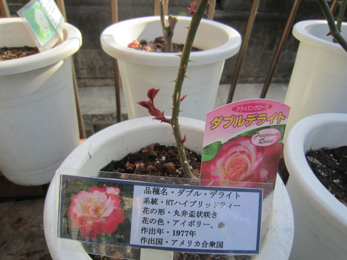 今日の薔薇たちの様子！！  2019/03/02