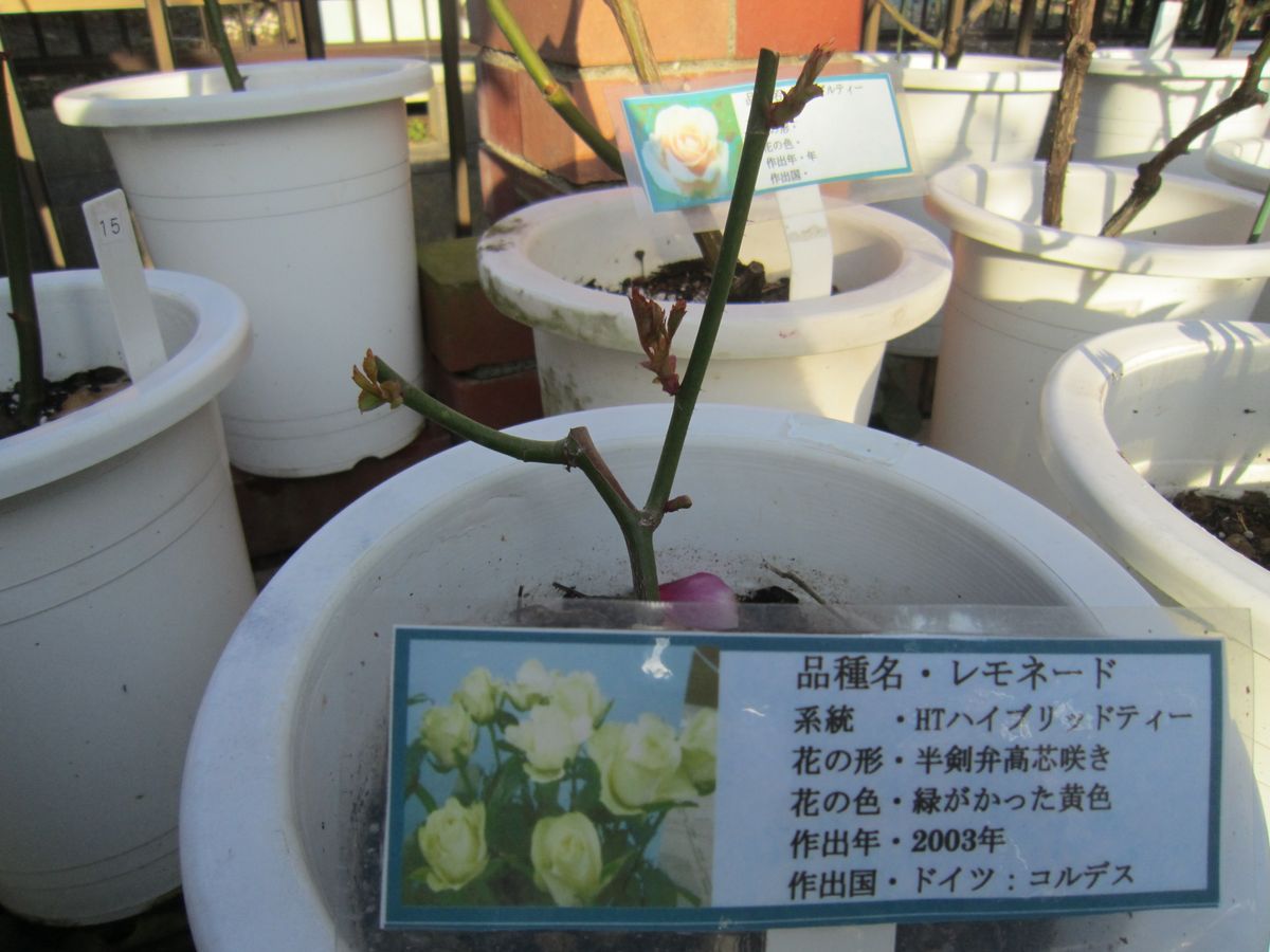 今日の薔薇たちの様子！！  2019/03/02