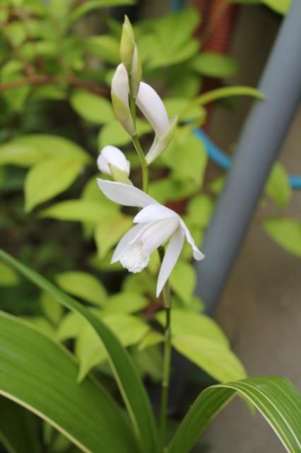 武蔵野バラ会の花壇