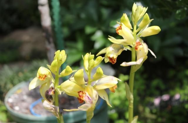 武蔵野バラ会の花壇