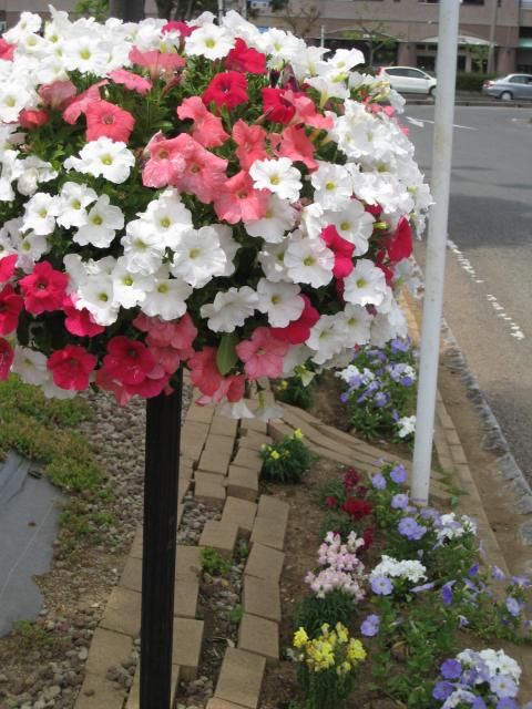 お花が立ちあがって咲く月桂樹知りませんか