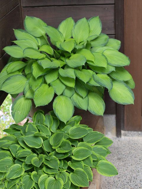 雨降りなので・・・