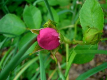 挿木の蕾３本