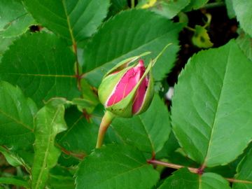 挿木の蕾３本