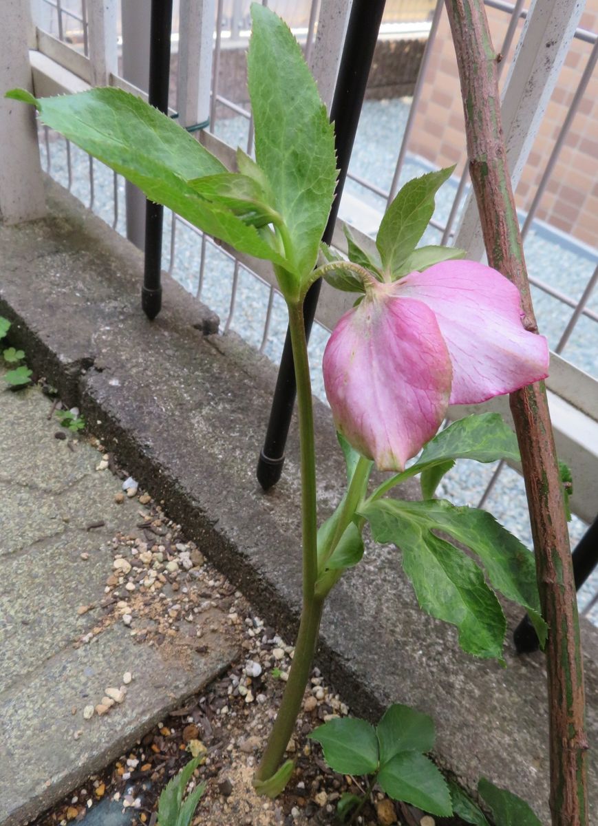 今日は雨