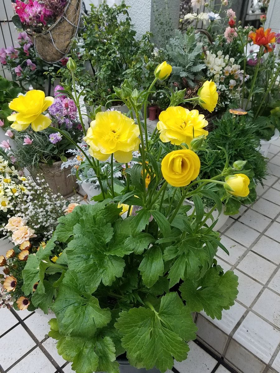 🌸🌸🌸穴場の花屋さん見つけました🌸🌸🌸