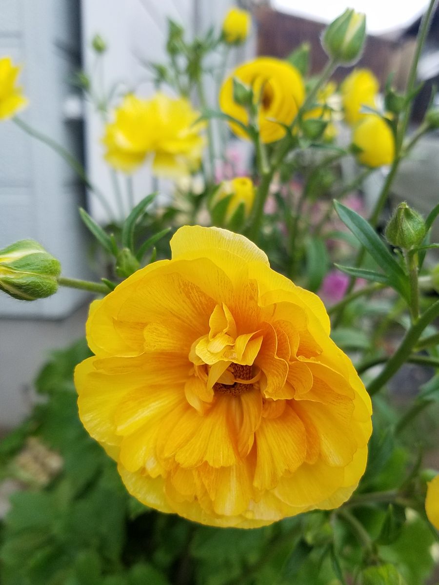 🌸🌸🌸穴場の花屋さん見つけました🌸🌸🌸