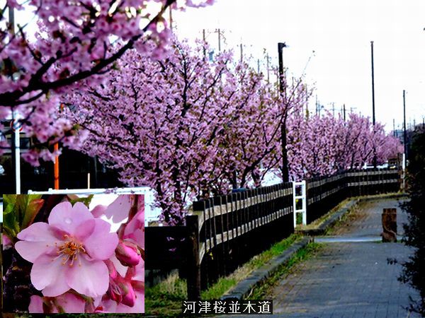 雨上がりの散歩道。ウォーキングMS⑦ ２７日目(2217日)